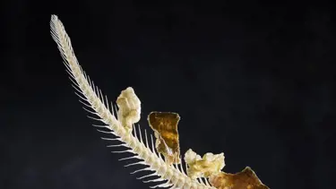 Fisk & skaldyr i fokus