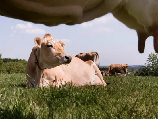 Animal welfare