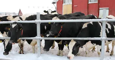 Maitotilojen hiilijalanjälkeä vähennetään 30 %