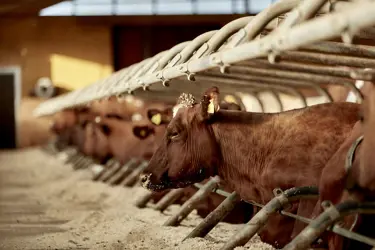 Goed dierenwelzijn maakt deel uit van onze belofte