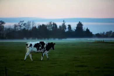 Mærkning gør det lettere at vælge mælk med høj dyrevelfærd