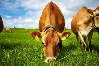 Påvirker køerne klimaet?