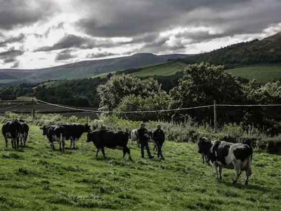 Direct van de melkveehouder in de keuken: waarom dit belangrijk is voor uw gasten