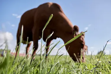 Οι στόχοι της Arla για το κλίμα​