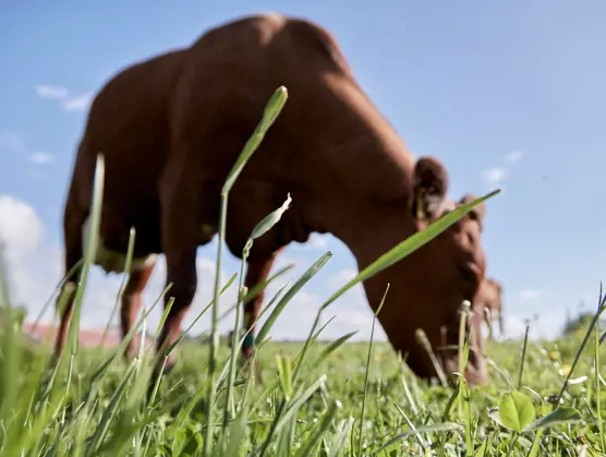 Arla’s klimaatambities