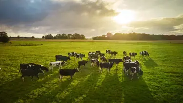 Sustainable farming