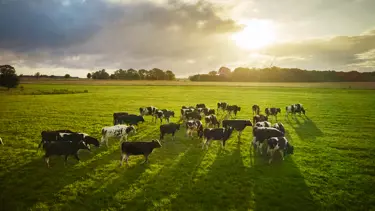 Duurzame melkveehouderij