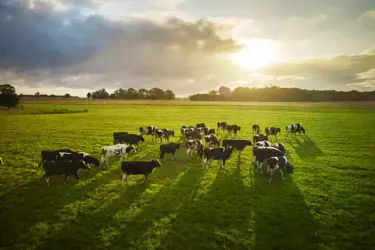 Working together towards Carbon Net Zero dairy in 2050