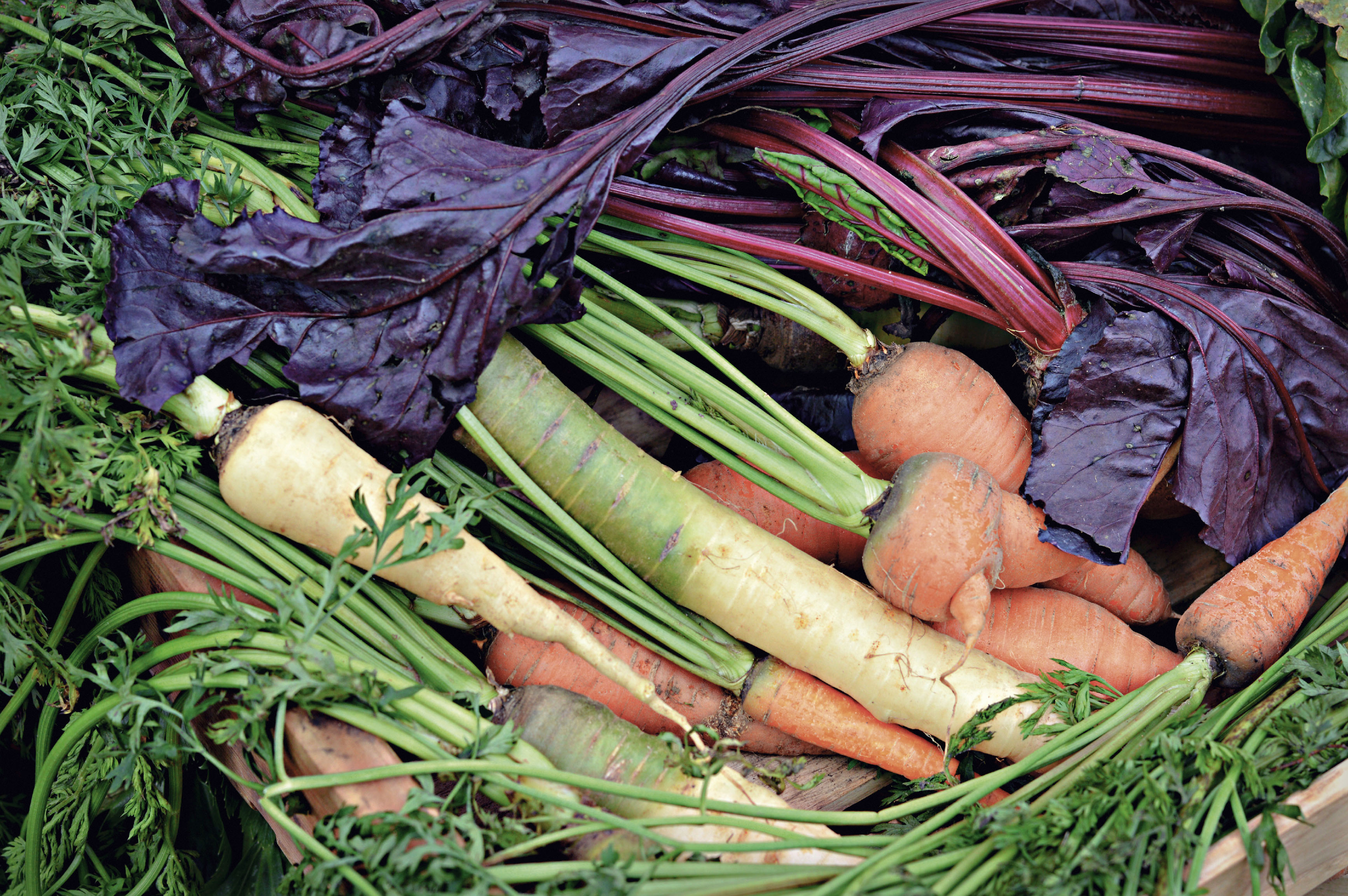 Tidens trends er innovative og bæredygtige