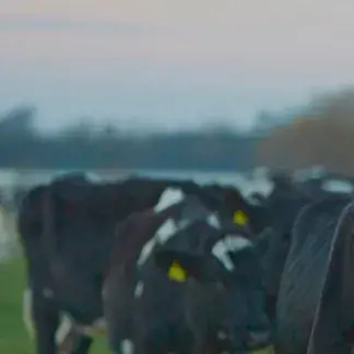 En lykkelig landmand