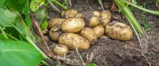 danskekartofler_1980x825