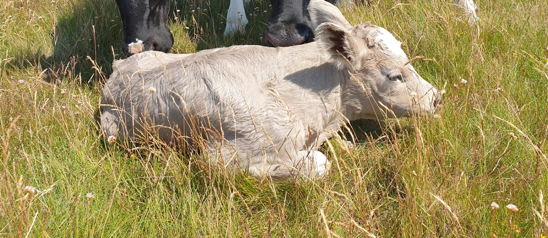 Nøgleordet er kokomfort