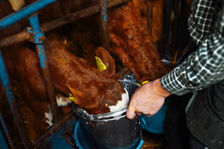 https://cdb.arla.com/api/assets/arla-pro-dk/arla-m6r4226-bache.png
