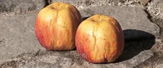 runkneaebler_1980x825