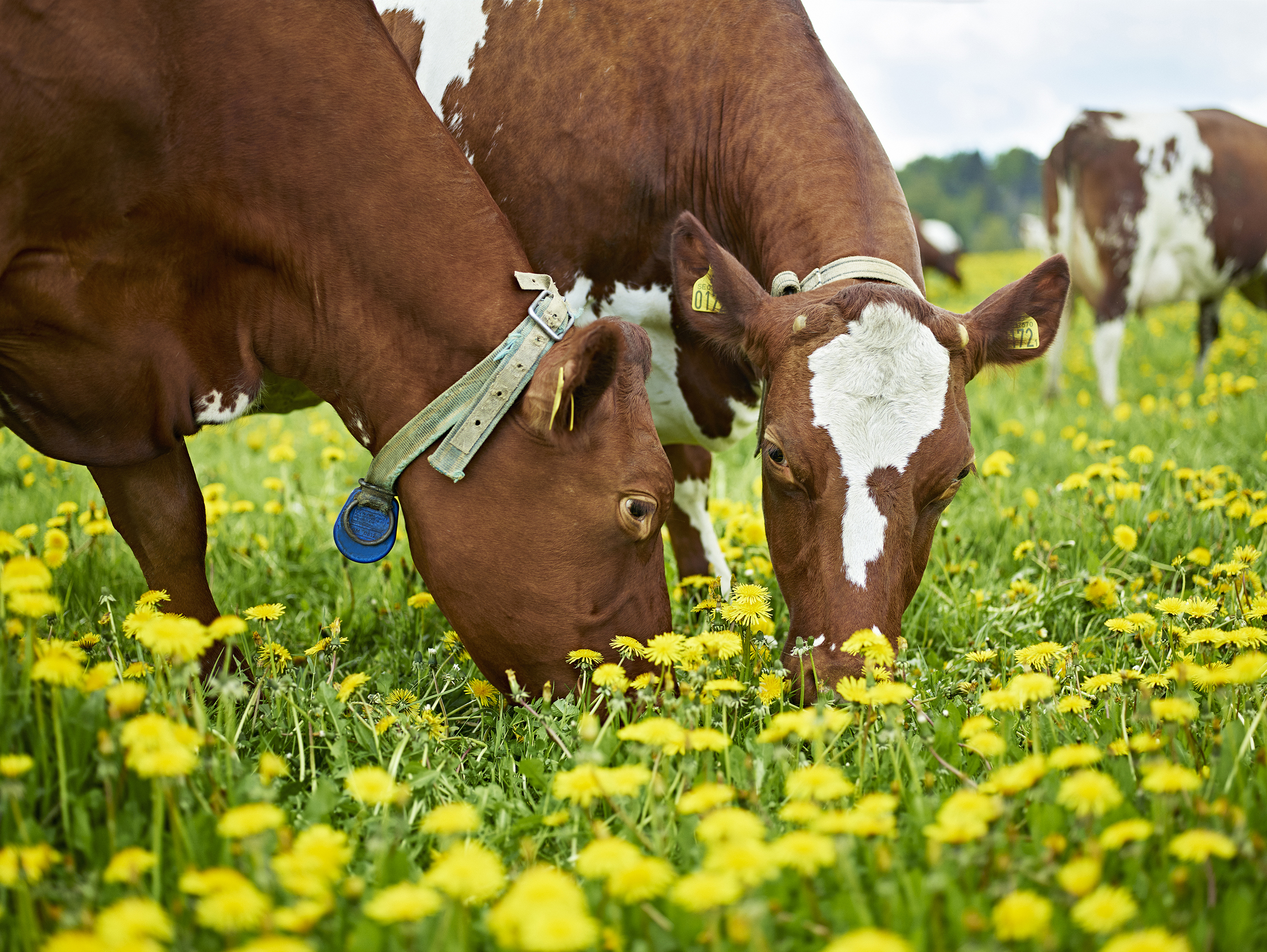 Les engagements Arla pour une planète plus forte