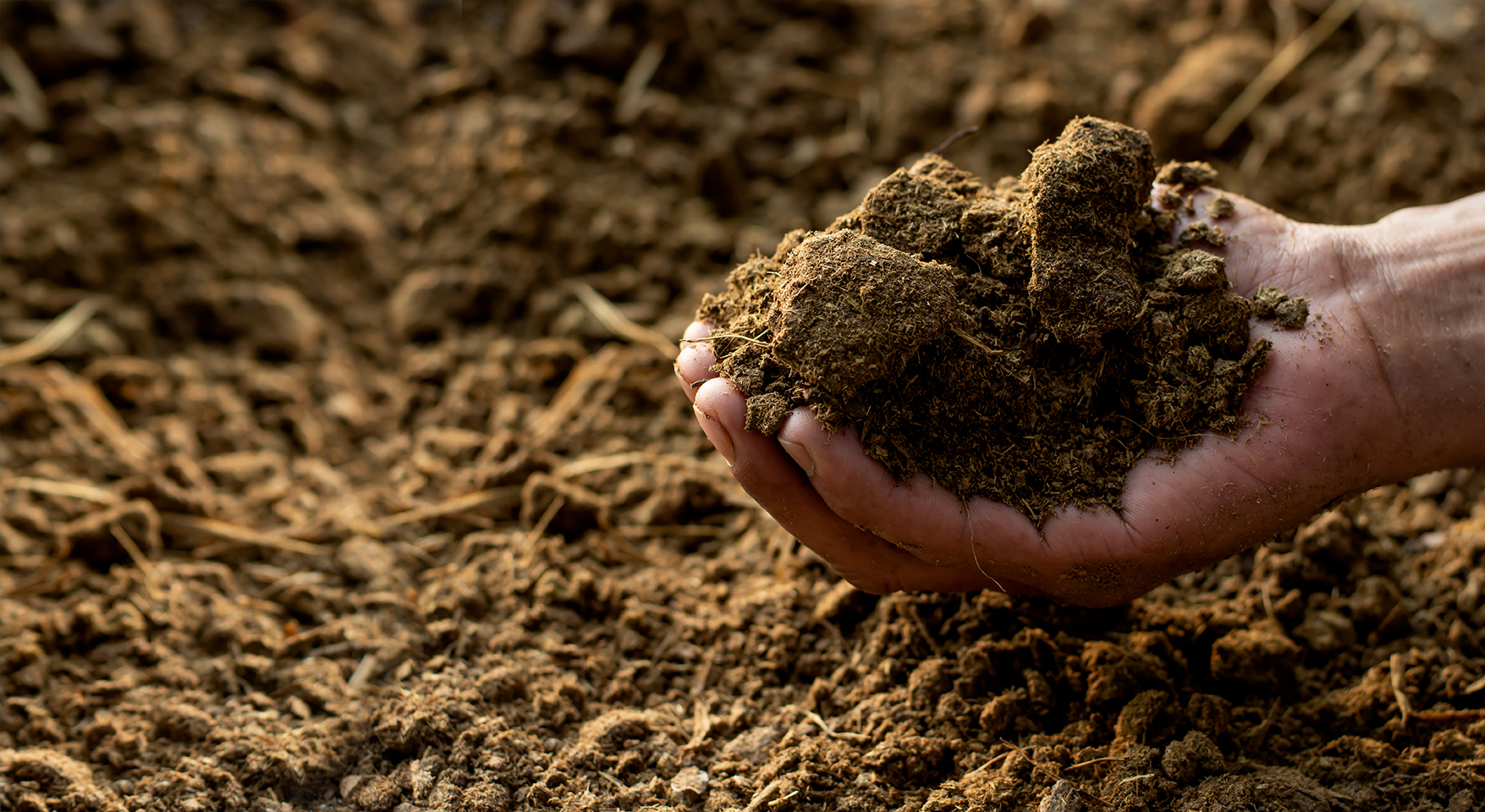 Le lisier, carburant pour une économie circulaire