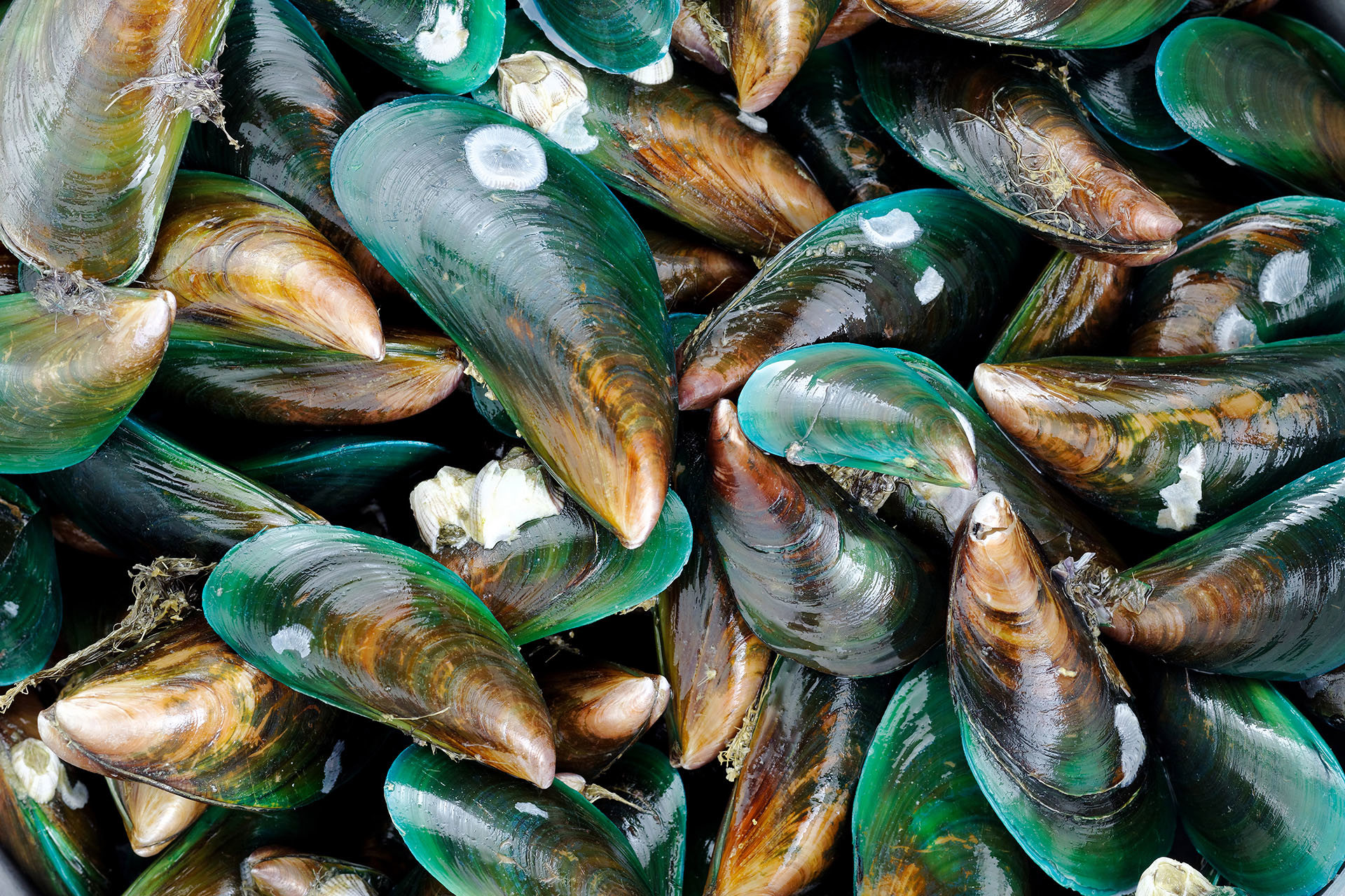 Ποικιλία από όστρακα και στρείδια