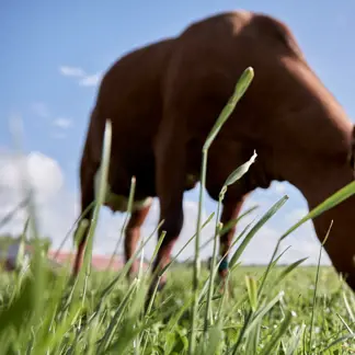 Arla’s klimaatambities
